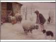 Feeding Sheep in Snow