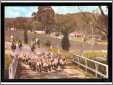 Flock of Sheep Crossing a Bridge in Australia