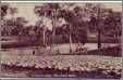 Flock of Sheep in NSW