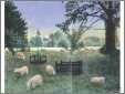 Folk Art Sheep