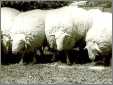 Four Fat Fleecy Ewes