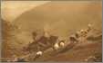 France Cavernie Sheep in Mountain Pasture