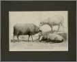 French Sheep Engraving