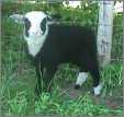 Fronet Mek Shetland Ewe Lamb