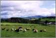 Gaultress Flock Shetlands in Spring