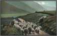 German Sheep on the Road