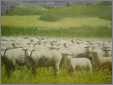 Gn Rr Advertising Poster 1930S 40S Sheep