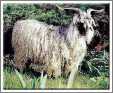 Gorgous Buck Angora Goat