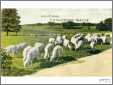 Grazing Sheep in Maine