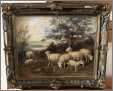 Great Old Sheep Picture