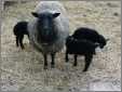 Grey Ewe with Triplets