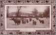 Group of Sheep in Snow