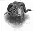 Head of Merino Ram