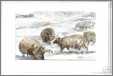 Hebridean Sheep Winter 2