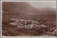 Herding Sheep Amongst the Hills