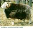 Herdwick Ram