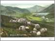 Highland Sheep 1