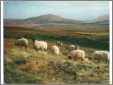 Highland Sheep Grazing