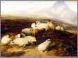 Highland Sheep in Repose