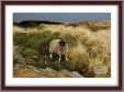 Horned Sheep in Derbyshire