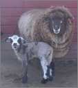 Hug Ewe and Her Lamb