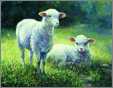 Innocence Poster Laurie Hein Sheep