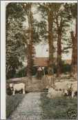 Isle of Wight Postcard Yaverland Church with Sheep