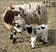 Jacob Ewe with Lamb1