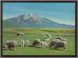 Japanese Sheep in Spring