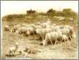 Jas Monks 18Th Century Engraving Sheep Grazing