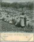 Jerusalem Sheep Andshepherd