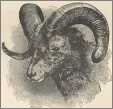 Kamchatkan Ram Wood Cut 1896