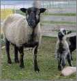Katmoget Shetland Ewe with Lamb