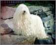 Komondor Dog