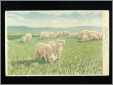 Korea Old Postcard Chosen Sheep