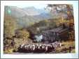 Lake District Driving Sheep Borrowdale