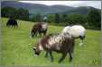 Lakeland Sheep in Uk