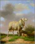 Lamb and Ewe