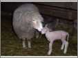 Lamb and Ewe1