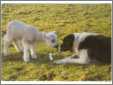 Lamb Kisses BC