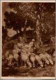 Landscape with Sheep B