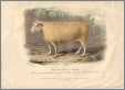 Leicester Ram1843