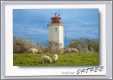 Lighthouse Sheep