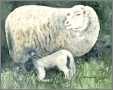 Lightlunch Sheep