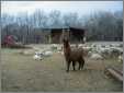Llama Guards Ewes