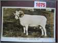 Llwynymaen Wales Morris Farm 1937 Royal Show Sheep Ram