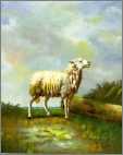 Lone Sheep