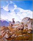 Long Horn Sheep