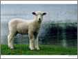 Lovely Ewe Lamb