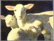 Lovely Ewe with Lambs